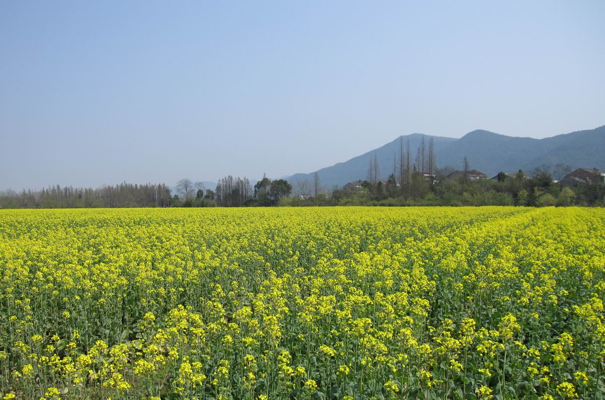 乡村风景